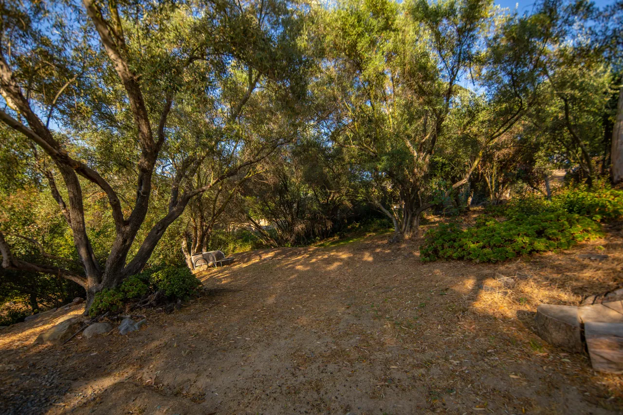 Olive grove clearing with native planting